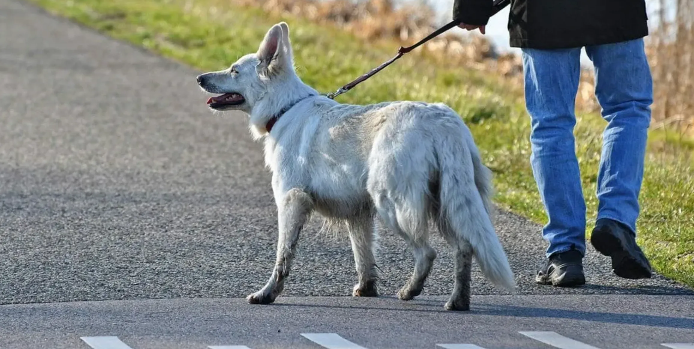 Hiring the Best Irvine Dog Bite Lawyer